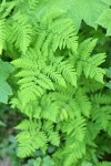 Western Oak Fern