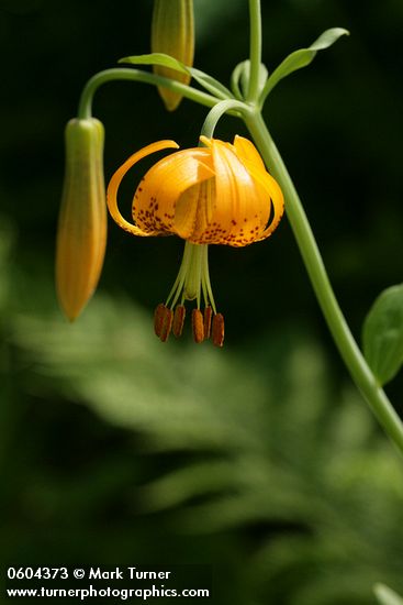 Lilium columbianum