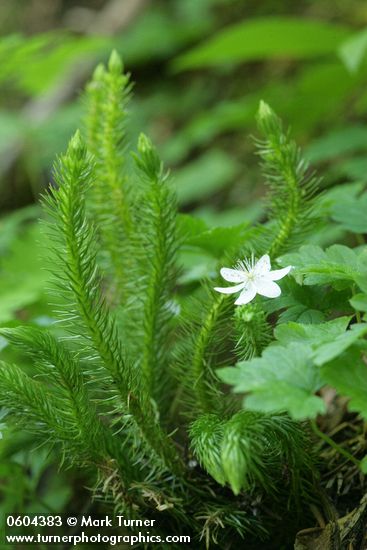 Huperzia chinensis (H. miyoshiana, Lycopodium selago); Rubus pedatus
