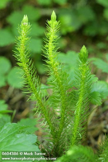 Huperzia chinensis (H. miyoshiana, Lycopodium selago)