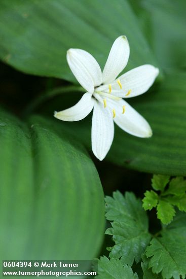 Clintonia uniflora