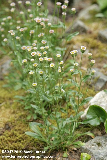 Erigeron acris ssp. politus (E. acris var. asteroides)