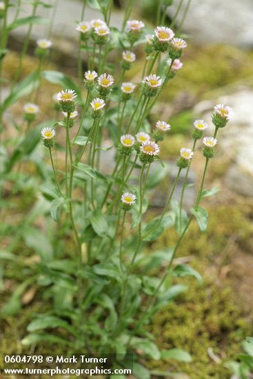 Erigeron acris ssp. politus (E. acris var. asteroides)