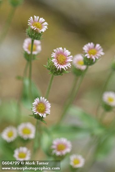Erigeron acris ssp. politus (E. acris var. asteroides)