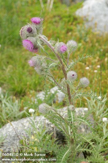 Cirsium edule