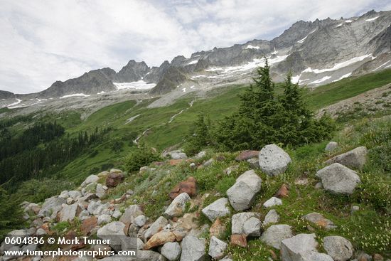 Tsuga heterophylla; Abies lasiocarpa; Luetkea pectinata