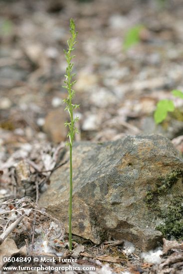Piperia elegans ssp. elegans (Habenaria elegans)