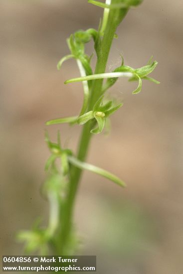 Piperia elegans ssp. elegans (Habenaria elegans)