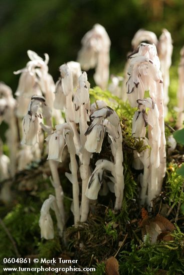 Monotropa uniflora