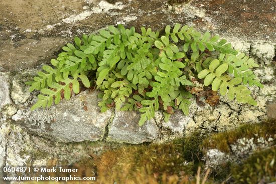 Polypodium hesperium