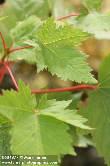 Acer glabrum var. douglasii