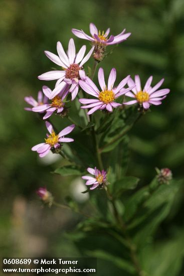 Aster foliaceus (Symphyotrichum foliaceum)