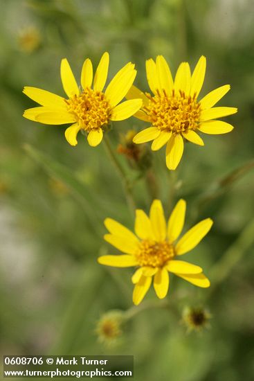 Arnica longifolia