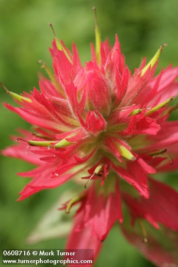 Castilleja miniata