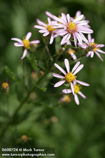 Aster sp.