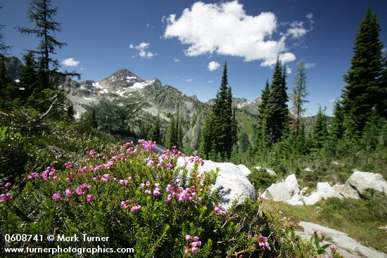 Phyllodoce empetriformis