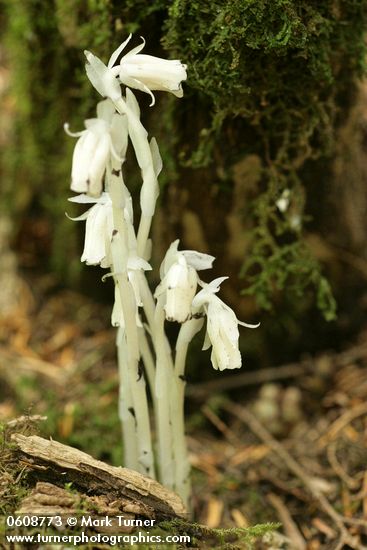 Monotropa uniflora