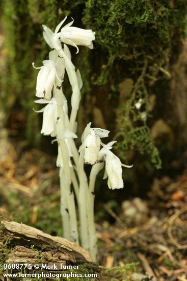Monotropa uniflora