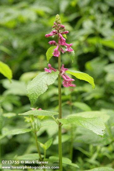 Stachys chamisonis var. cooleyae