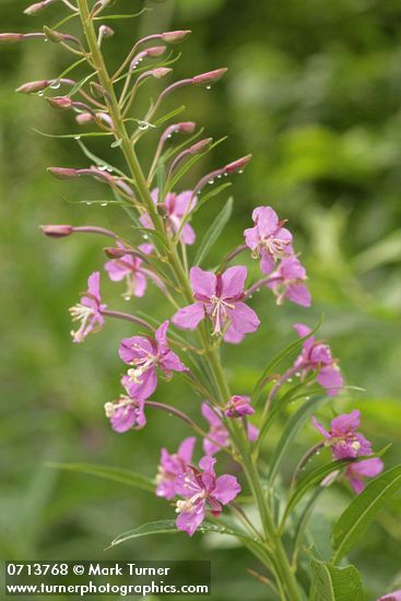 Chamerion angustifolium (Epilobium angustifolium)