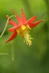 Red Columbine blossom