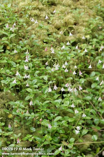 Linnaea borealis