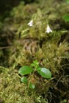 Twinflower