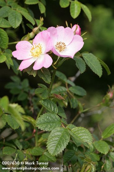 Rosa nutkana
