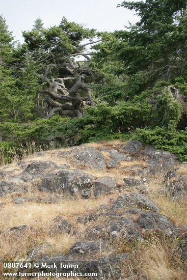 Pseudotsuga menziesii