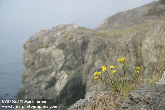 Grindelia integrifolia