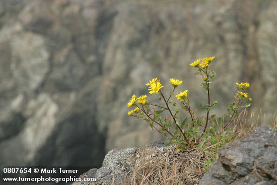 Grindelia integrifolia