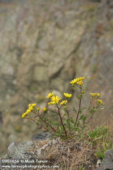 Grindelia integrifolia