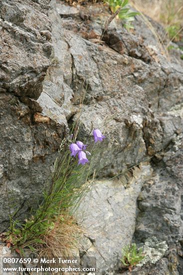 Campanula rotundifolia