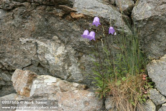 Campanula rotundifolia
