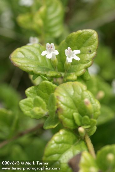 Clinopodium douglasii (Satureja douglasii)