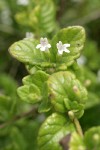 Yerba Buena blossoms & foliage