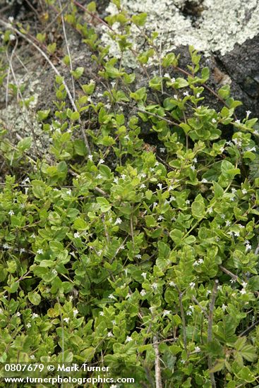 Clinopodium douglasii (Satureja douglasii)