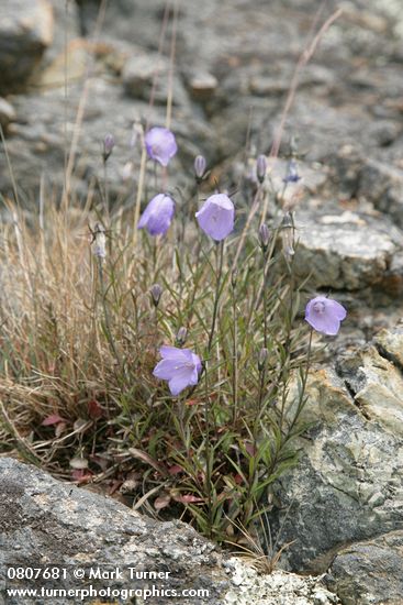 Campanula rotundifolia