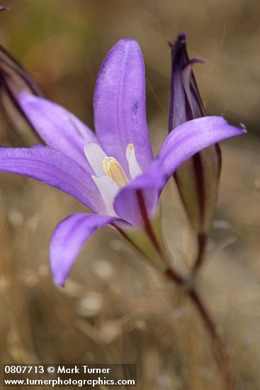 Brodiaea coronaria