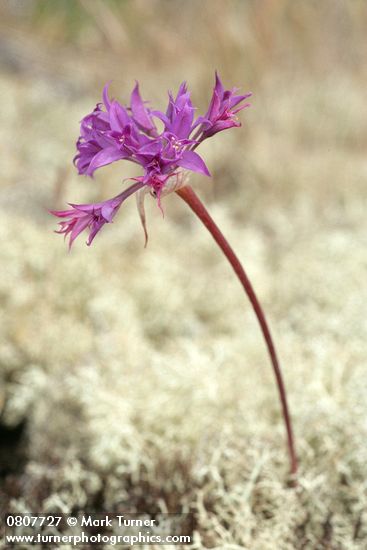 Allium acuminatum