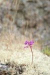 Tapertip Onion on bed of Reindeer Lichen