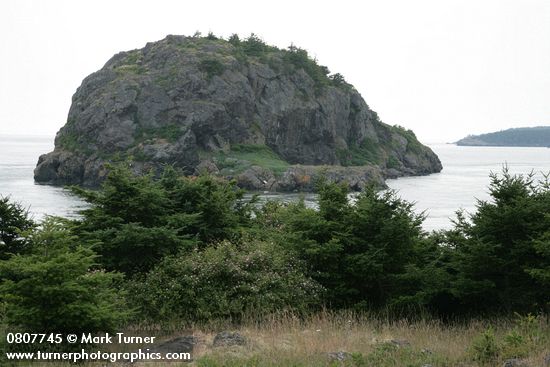 Rosa nutkana; Pseudotsuga menziesii