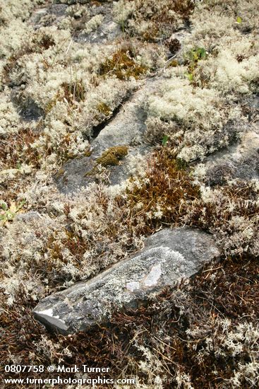Cladonia portentosa ssp. pacifica