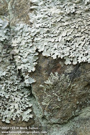 Parmelia saxatilis; Xanthoparmelia planilobata