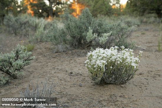 Leptodactylon pungens