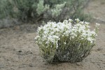 Granite Prickly-phlox