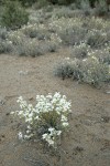 Granite Prickly-phlox on sandy soil