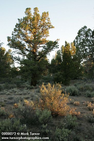 Leptodactylon pungens; Purshia tridentata; Juniperus occidentalis