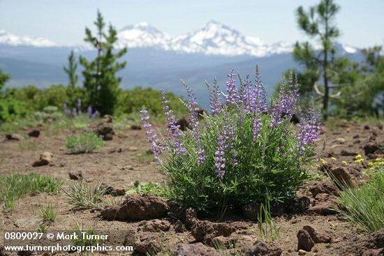 Lupinus arbustus (L. laxiflorus)