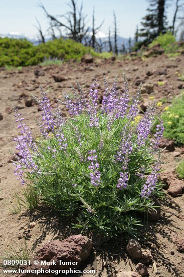 Lupinus arbustus (L. laxiflorus)